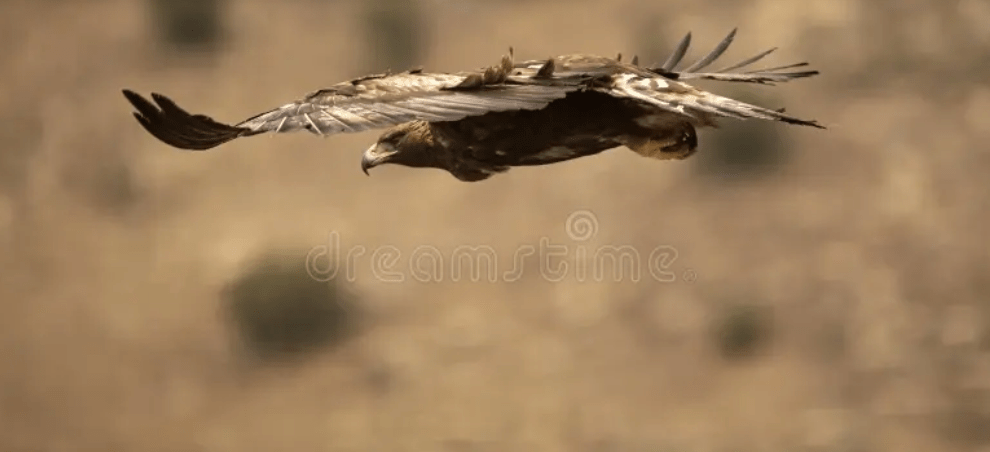 lden Eagle in Flight - NOT my image